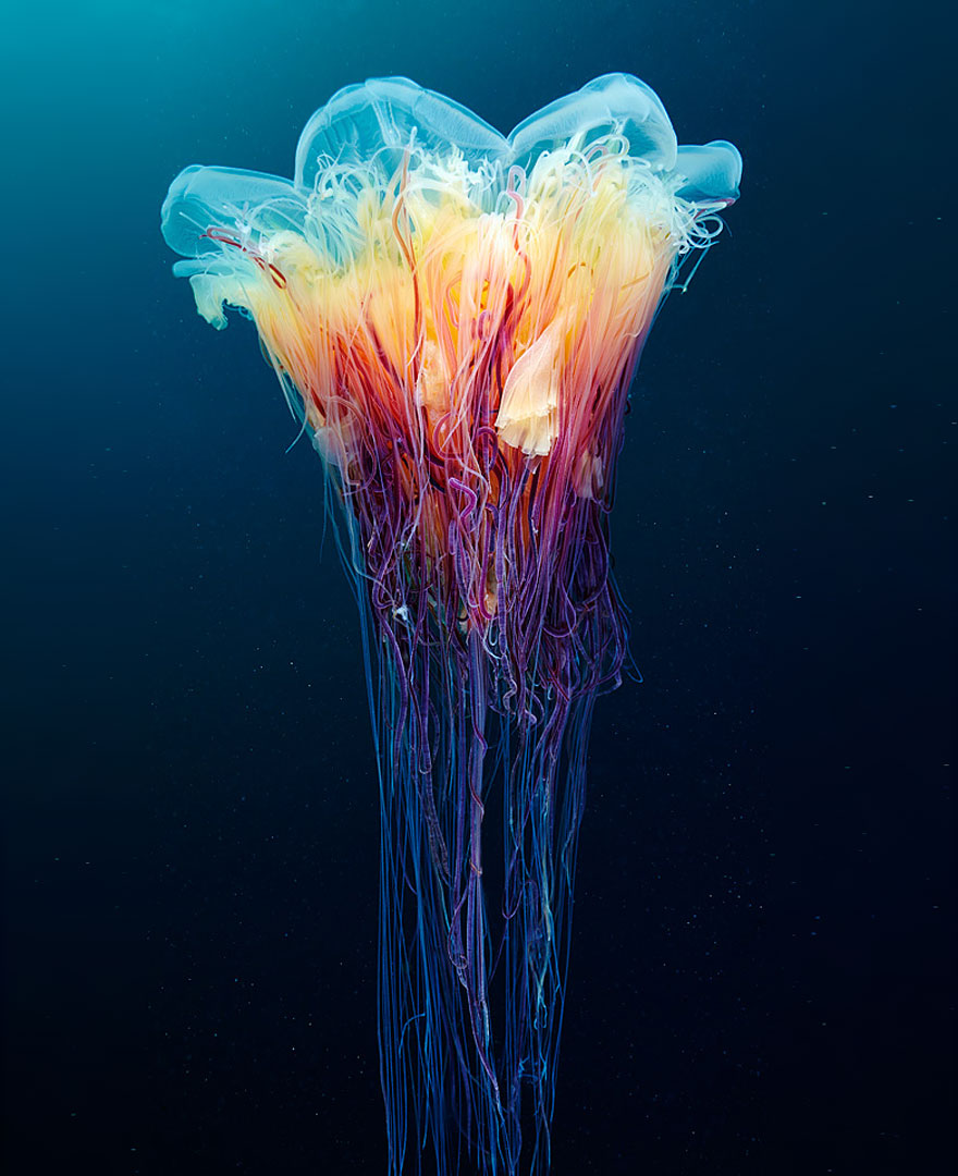 IMG:http://static.boredpanda.com/blog/wp-content/uploads/2014/12/underwater-jellyfish-alexander-semenov-aquatis-16.jpg