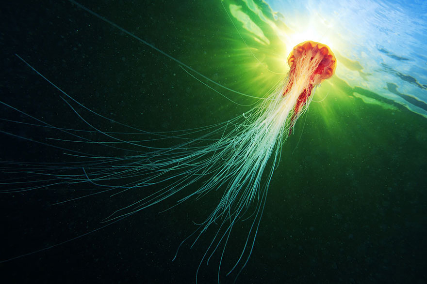 underwater-jellyfish-alexander-semenov-aquatis-20-2
