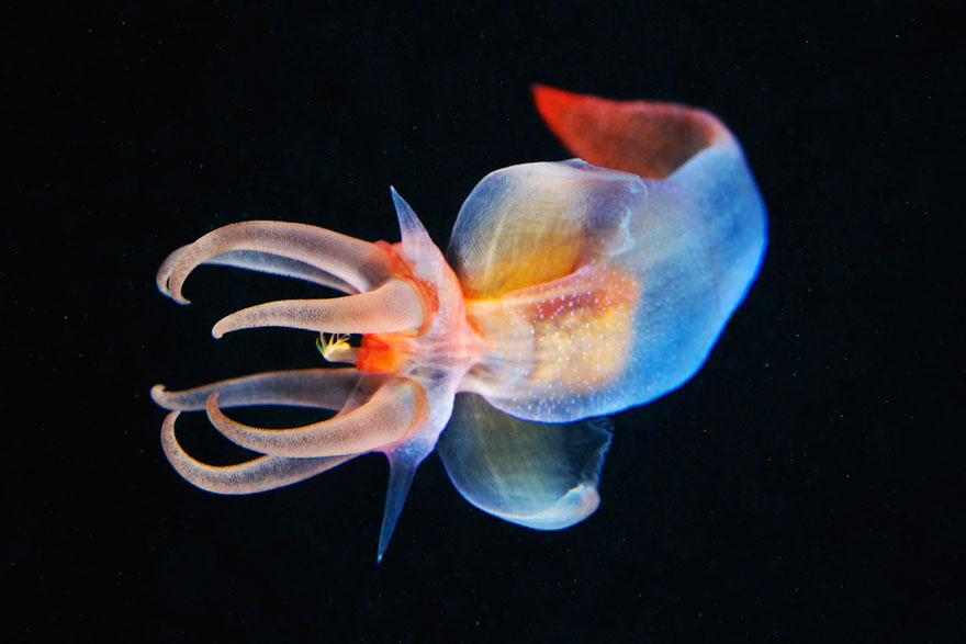 underwater-jellyfish-alexander-semenov-aquatis-24