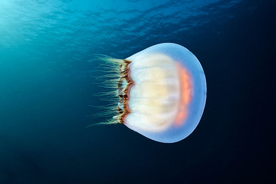 underwater-jellyfish-alexander-semenov-aquatis-26-2