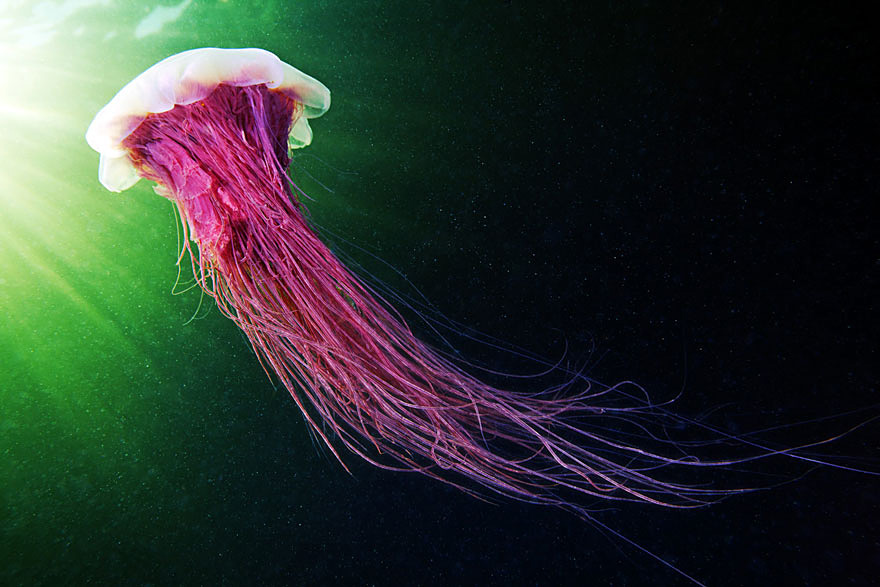 underwater-jellyfish-alexander-semenov-aquatis-3-2