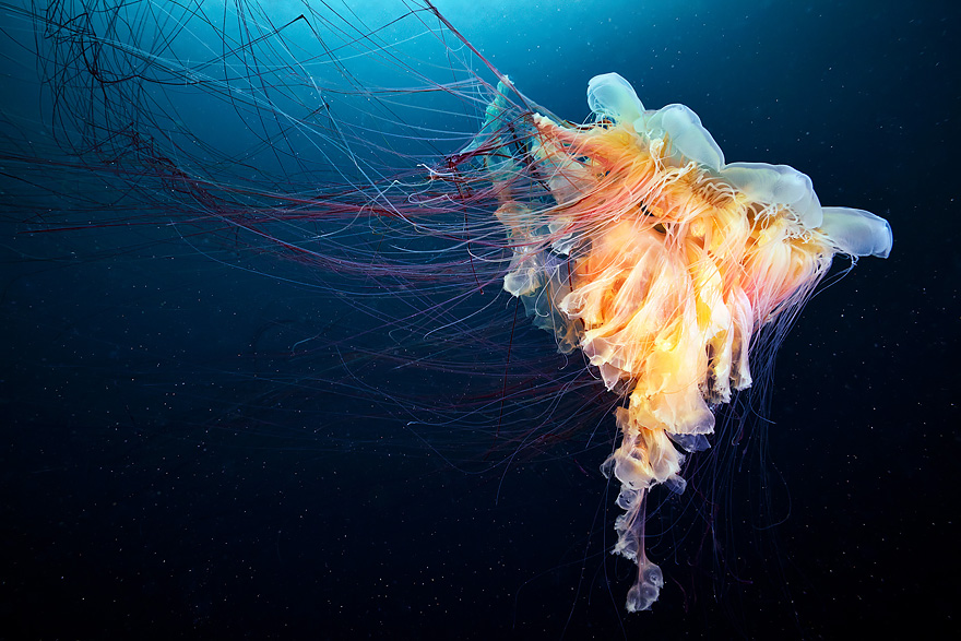 underwater-jellyfish-alexander-semenov-aquatis-7-3