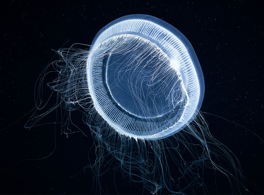 underwater-jellyfish-alexander-semenov-aquatis-8-2