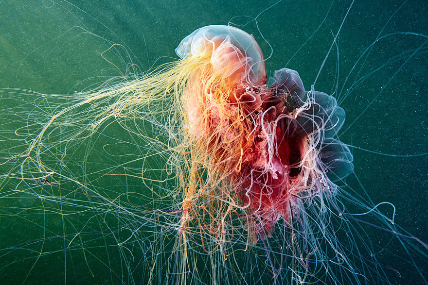 underwater-jellyfish-alexander-semenov-aquatis-9-2