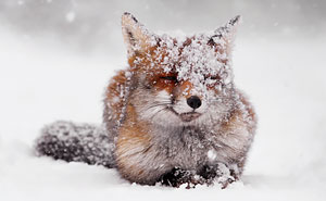 50 Shades Of White With A Touch Of Red: New Winter Foxes By Roeselien Raimond