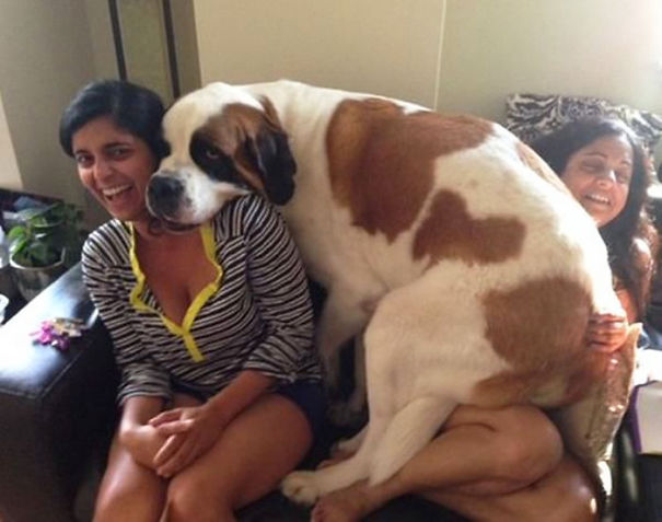 http://static.boredpanda.com/blog/wp-content/uploads/2015/01/Huge-Dogs-Who-Think-They-Are-Small-11__605.jpg