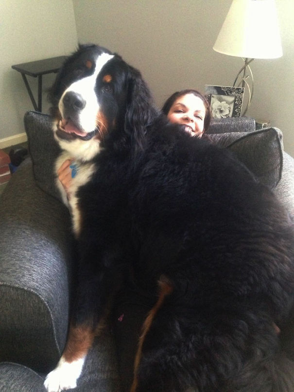 http://static.boredpanda.com/blog/wp-content/uploads/2015/01/Huge-Dogs-Who-Think-They-Are-Small-7__605.jpg