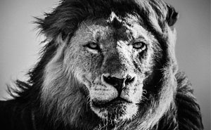 20 Aesthetic Black And White Photos Of African Wildlife