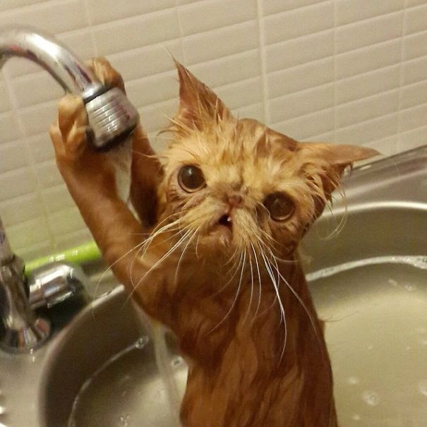 νερό μπάνιο Γάτα 
