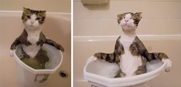 νερό μπάνιο Γάτα 