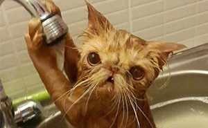 14+ Crazy Cats That Actually Love Water