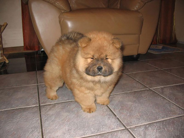 Chow Chow Puppy