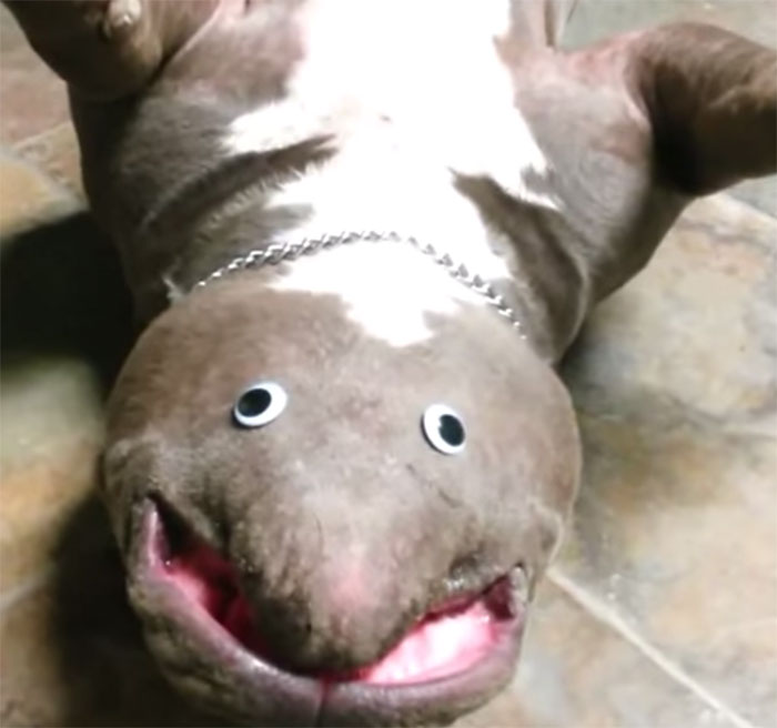 dog-creature-unseen-goggly-eyes2700.jpg
