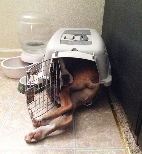 http://static.boredpanda.com/blog/wp-content/uploads/2015/01/huge-dogs-feel-small-in-cage__605.jpg