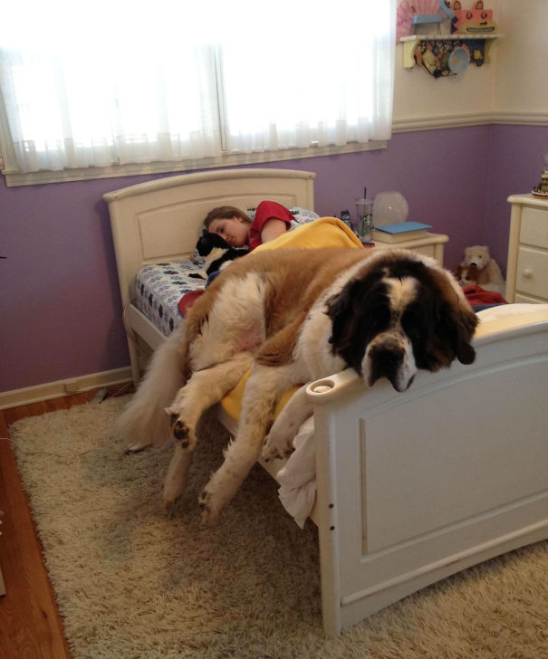 http://static.boredpanda.com/blog/wp-content/uploads/2015/01/huge-dogs-feel-small-st-bernard-on-bed__605.jpg