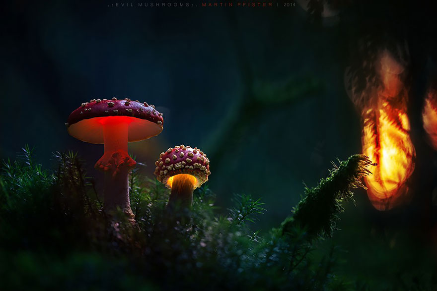 http://static.boredpanda.com/blog/wp-content/uploads/2015/01/mushrooms-martin-pfister-13.jpg