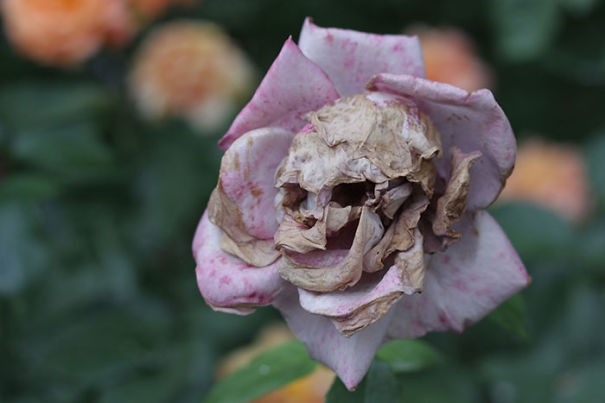 A Rose That Decayed Into A Skull