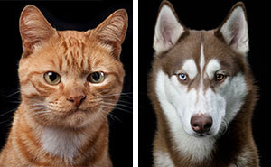 I Take Personal Portraits Of Dogs, Cats And Horses