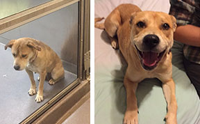 16+ Before & After Pics Show The Difference A Day Of Adoption Can Make To A Shelter Pet