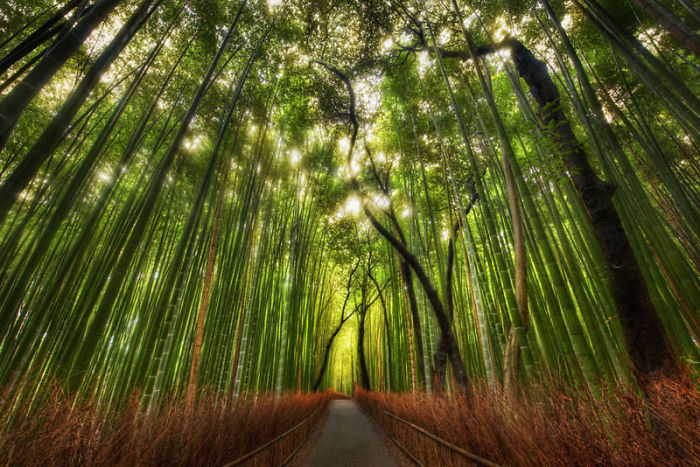 Bamboo Forest, Sagano, Japan