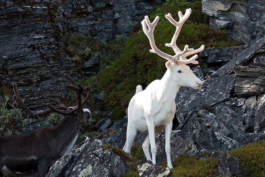 These 12 Albino Animals Are So Beautiful, It's Hard to Believe They're Real 7