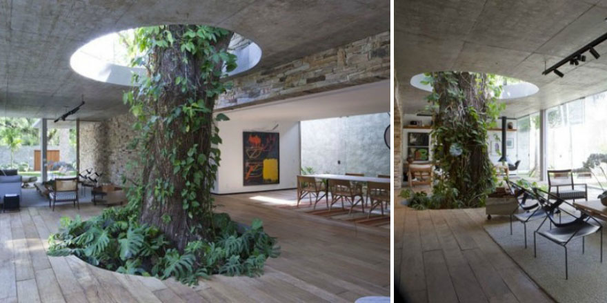 Tree Inside A Livingroom