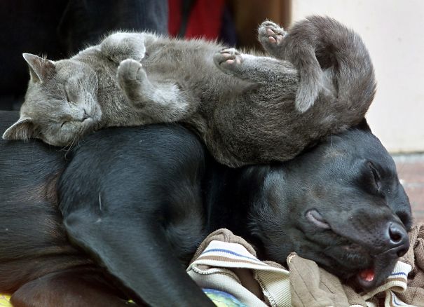 http://static.boredpanda.com/blog/wp-content/uploads/2015/02/cute-cats-sleeping-on-dogs-2__605.jpg