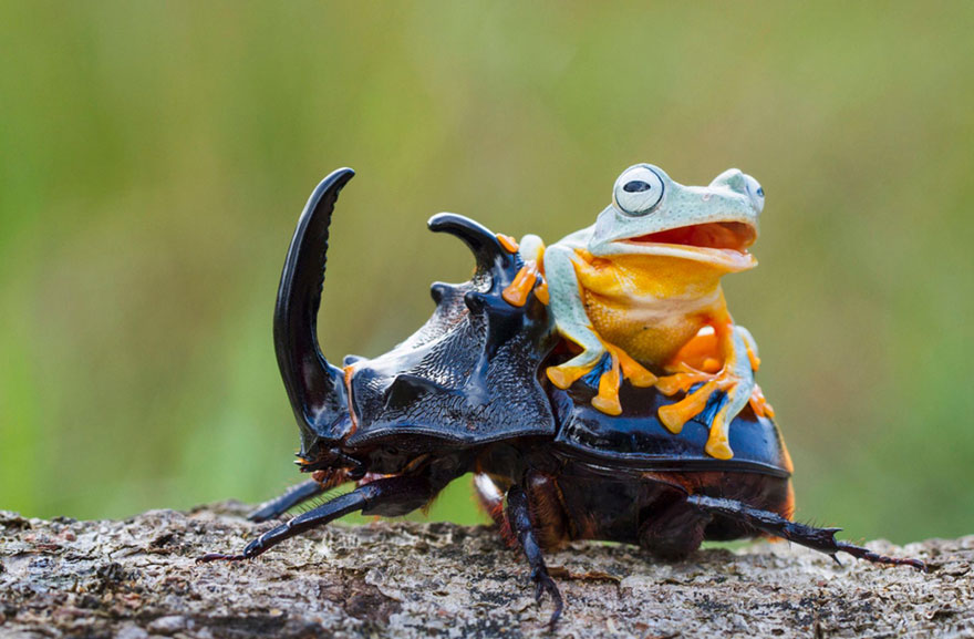 http://static.boredpanda.com/blog/wp-content/uploads/2015/02/frog-riding-beetle-hendy-mp-6.jpg