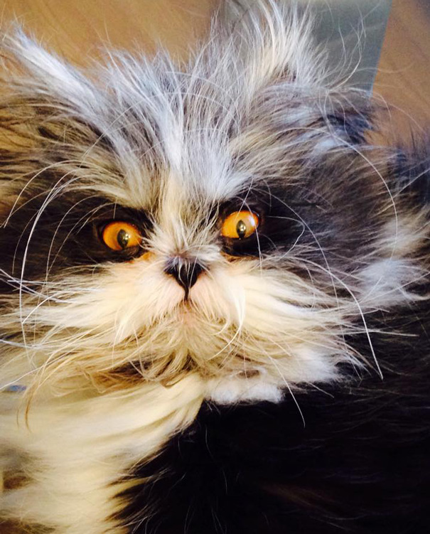 http://static.boredpanda.com/blog/wp-content/uploads/2015/02/hairy-cat-death-stare-atchoum-15.jpg