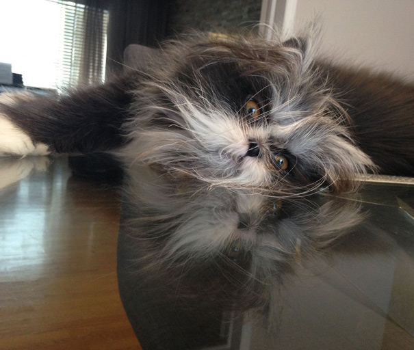 hairy-cat-death-stare-atchoum-22