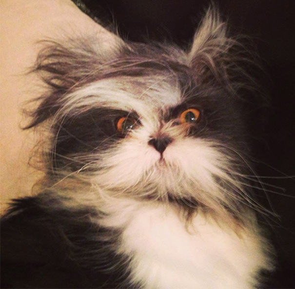 hairy-cat-death-stare-atchoum-31