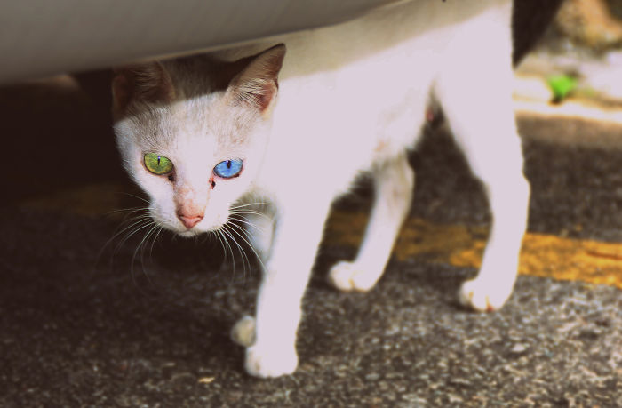 Cat With Heterochromia