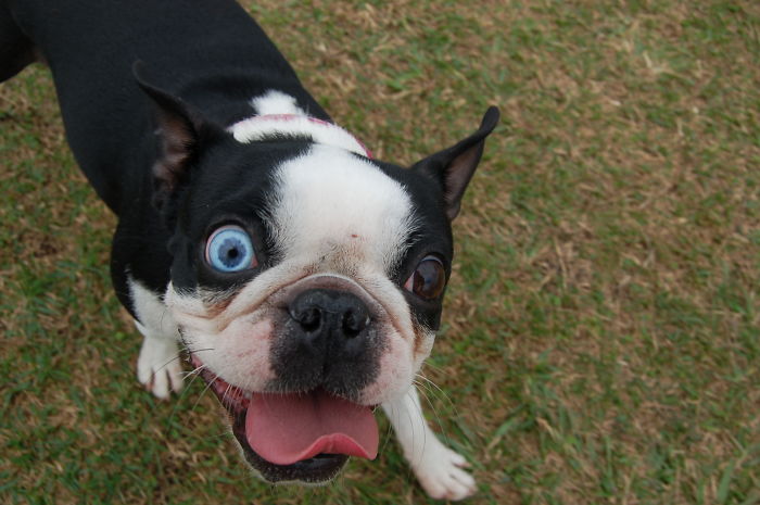 Dog With Heterochromia
