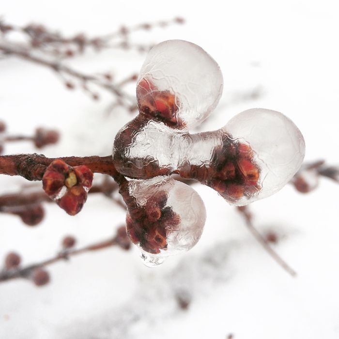Frozen Buds Bored Panda