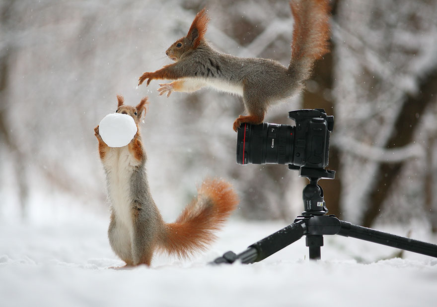 squirrel-photography-russia-vadim-trunov