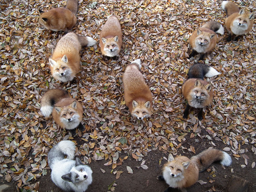 Ιαπωνία Αλεπούδες αλεπού 