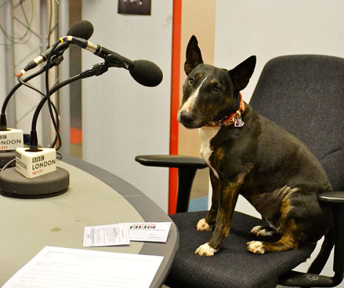 Take Your Dog To Work Day