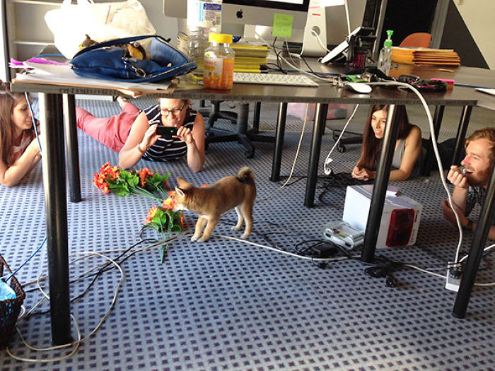 This Is What Happens When You Bring Your Puppy To Work