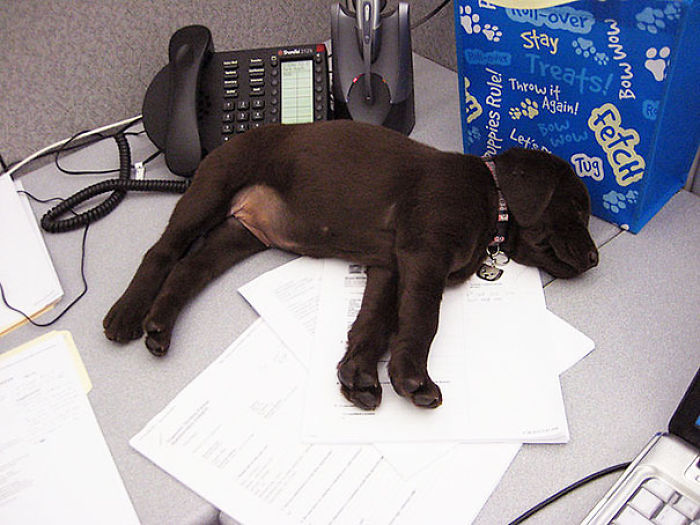 Kona Has Been Working On Paperwork All Day Long