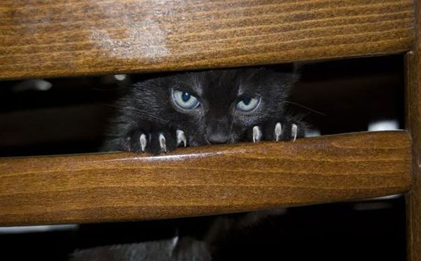 Cat That Is Secretly Plotting To Kill You