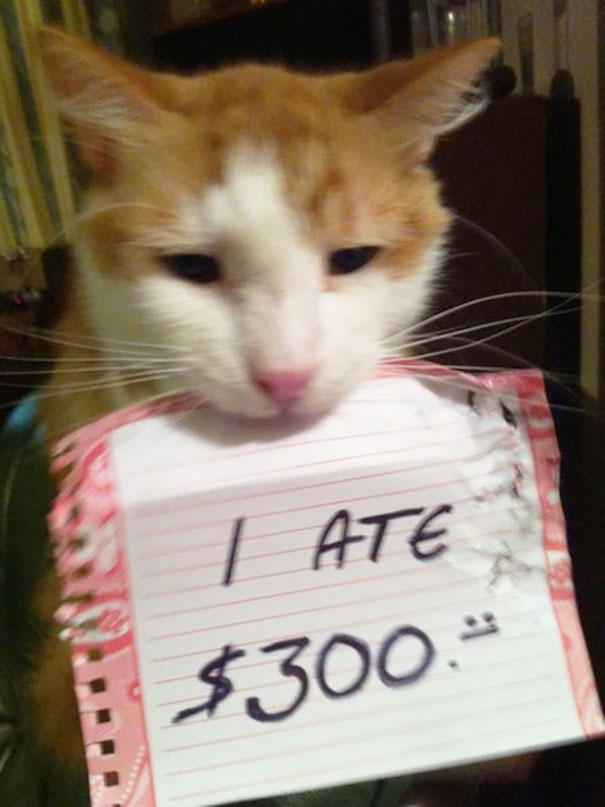Image result for cat shaming pics