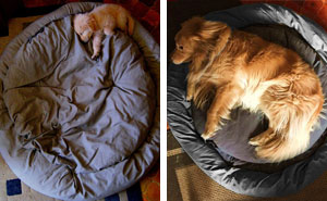 22+ Before & After Photos Of Dogs Growing Up (Part II)
