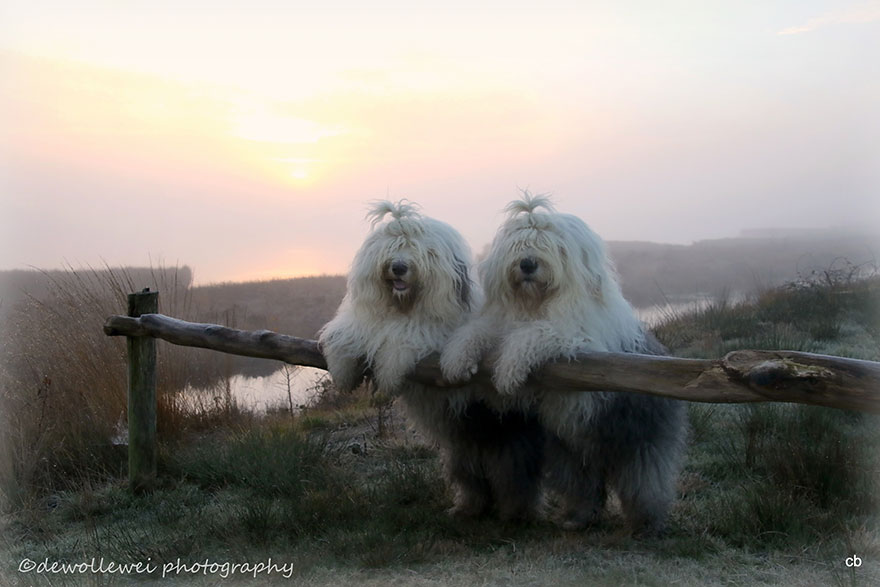 old-english-sheepdog-dog-sisters-sophie-sarah-cees-bol-1