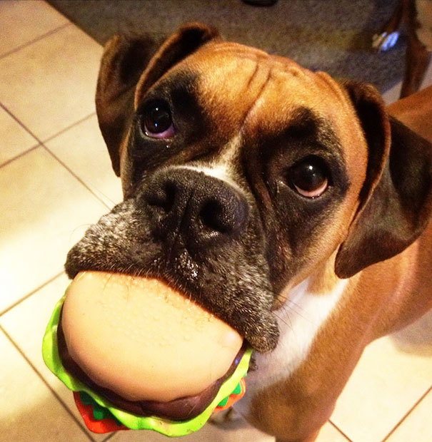 My Boxer Chewing On Her Favorite Toy