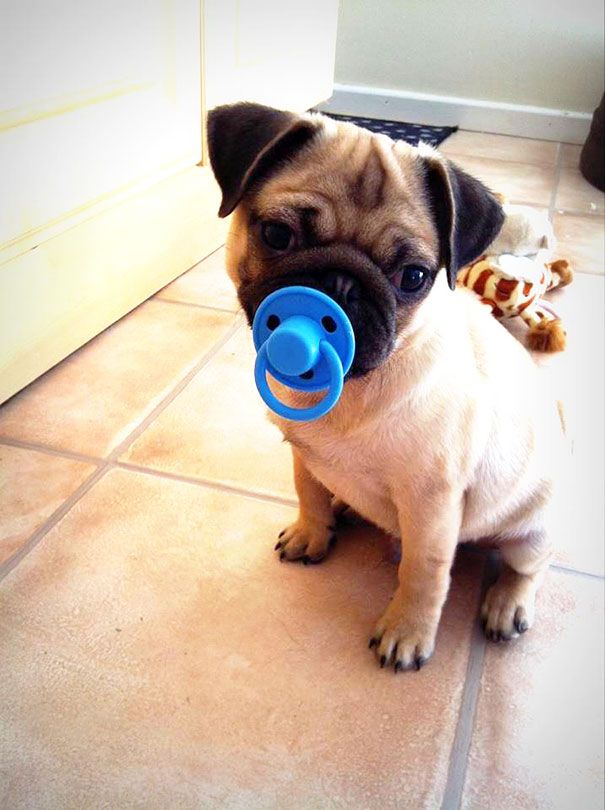 Cut Pug With His Toy