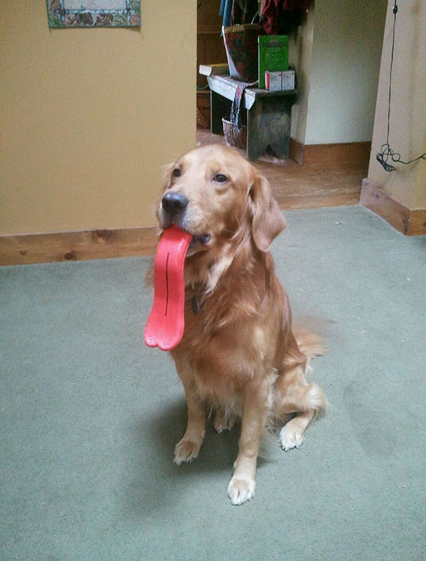 My Sister's Dog Got A New Toy