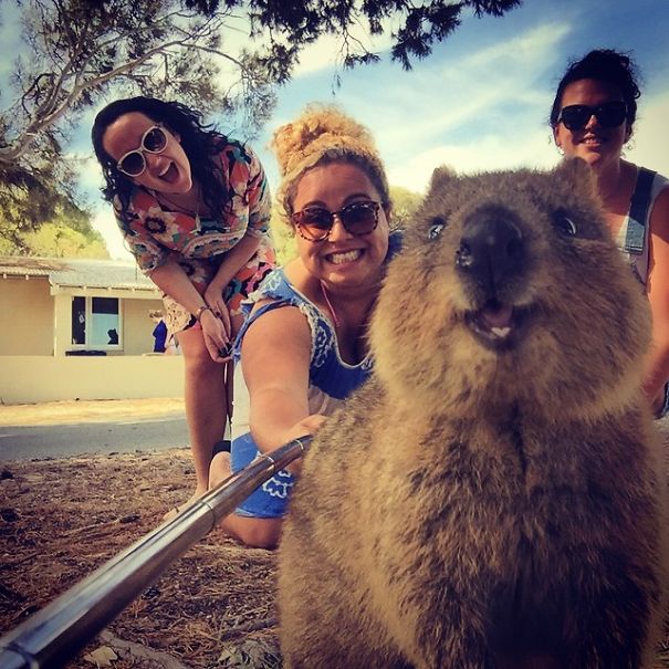 quokka-selfie-trend-cute-rodent-australi