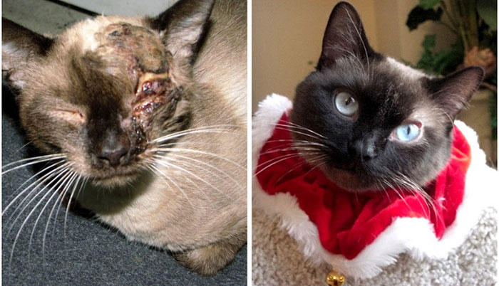 A Dramatic Before-And-After Of Benny The Siamese