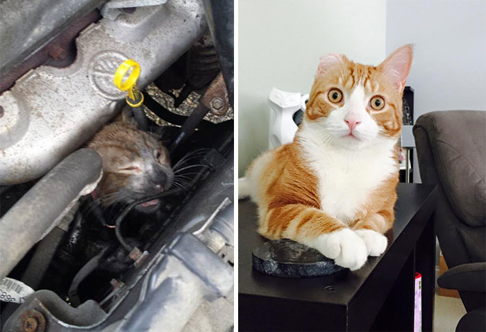 Mr. Biscuits Tried To Get Warm In A Car Engine And Was Burned Badly When The Car Drove Away. Now He's Recovered