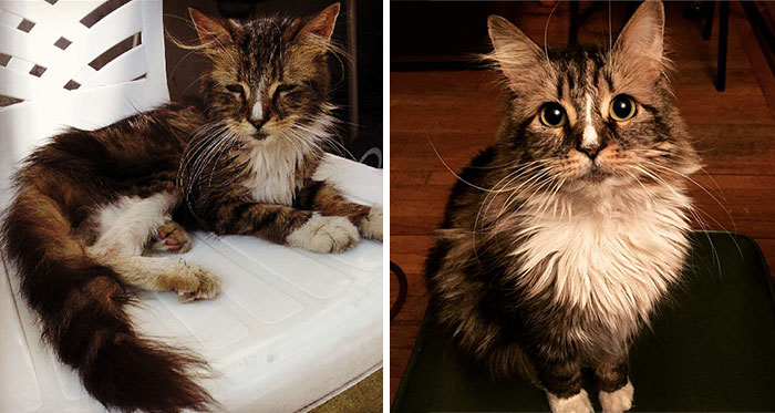 Scout A Thin Stray Cat A Year Later